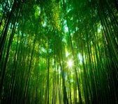 pic for bamboo forest 